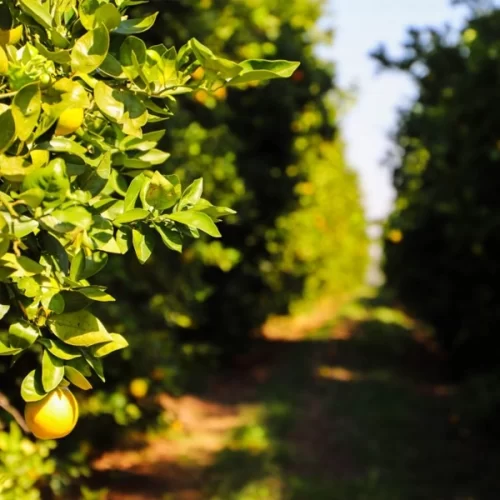 Citricultura – Prazo para entrega de relatório Cancro/Greening referente ao segundo semestre vai até 15 de janeiro
