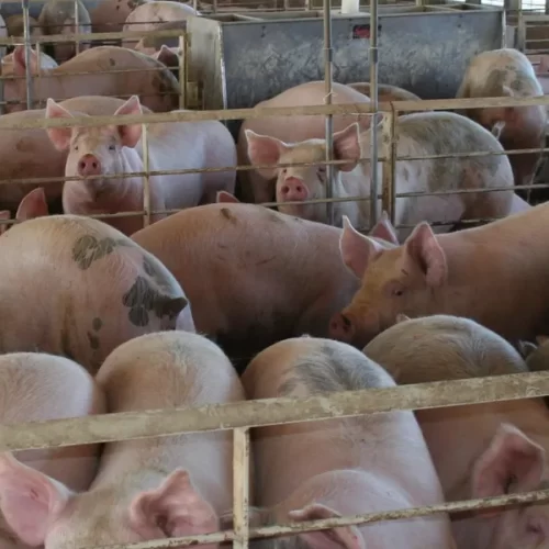 SUÍNOS/CEPEA: Preços reagem no BR; exportações seguem intensas