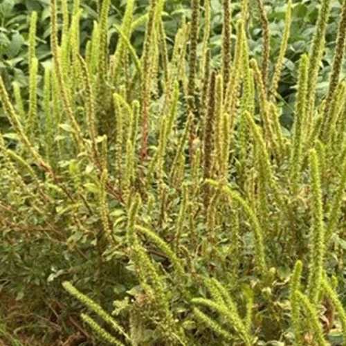 Praga quarentenária presente é detectada pela primeira vez no estado de São Paulo