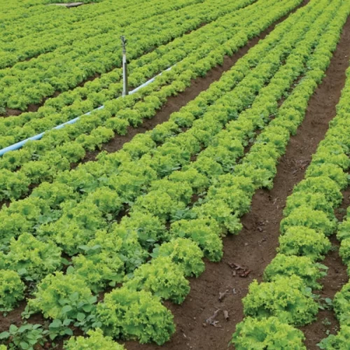 Preços ao produtor paulista: folhosas e mandioca raiz tiveram as maiores valorizações; banana nanica, tomate e laranja sofreram queda