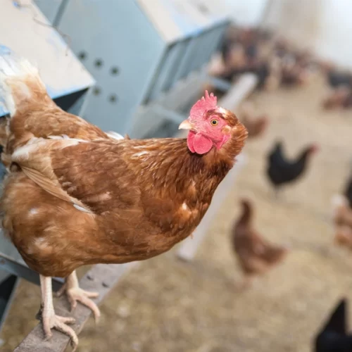 Primeiro foco de gripe aviária detectado no Rio Grande do Sul
