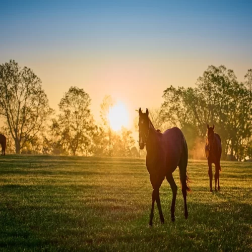 Principais cuidados com os cavalos durante o verão