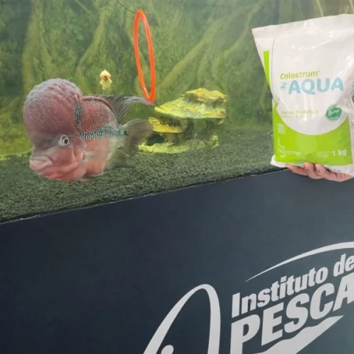 Probióticos e aditivos funcionais na aquicultura: entenda as diferenças e a atuação do Instituto de Pesca