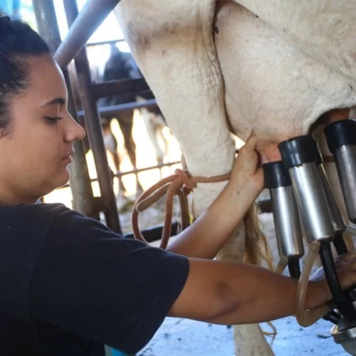 Produção de leite ganha força com políticas públicas em São Paulo