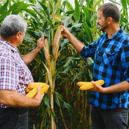 Faesp divulga análise do Plano Safra 2025/26 e alerta para desafios no crédito rural