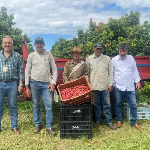Lichia: métodos de conservação e variedades tardias abrem novos mercados