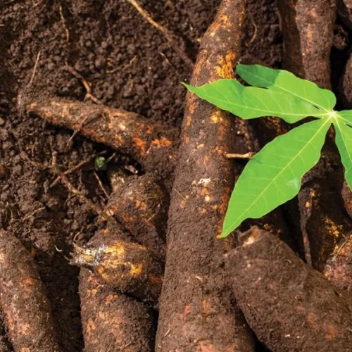 Altas expressivas em produtos agrícolas marcam o mês de outubro em São Paulo
