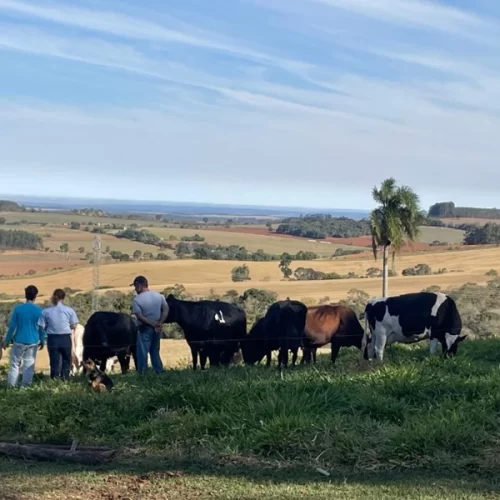 Vacas bem alimentadas e atividade mais rentável: propriedade em Itapetininga mostra que é possível produzir mais em área menor