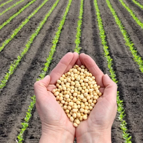 Mapa anuncia a próxima etapa do projeto-piloto do Zarc Níveis de Manejo para a soja no Paraná