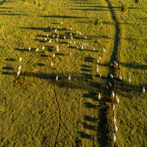 Leilão projeta mais de R$ 30 bilhões para restauração de áreas degradadas no Brasil