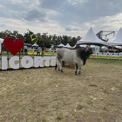 Raça Brahman terá degustação de carne e desfile de animais na Feicorte 2025