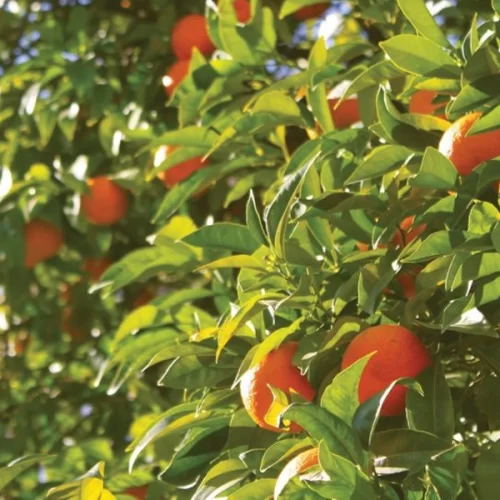 Safra de laranja 2025/26 deve alcançar 294,8 milhões de caixas