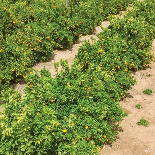 Reestimativa da Safra 2025/26 de Laranja: Queda de Produção e Impactos Climáticos