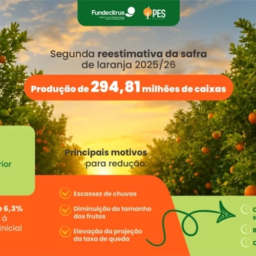 Segunda reestimativa da safra de laranja 2025/26 em SP e MG prevê produção de 294,81 milhões de caixas
