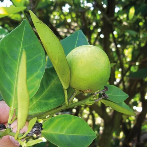 Citricultura – Prazo para entrega de relatório Cancro/Greening acaba nesta quinta-feira, dia 15 de janeiro