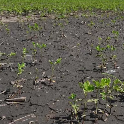 SOJA/CEPEA: Retração vendedora eleva preço no Brasil