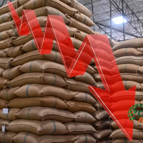 CAFÉ/CEPEA: Indicadores caem mais de 20% em junho