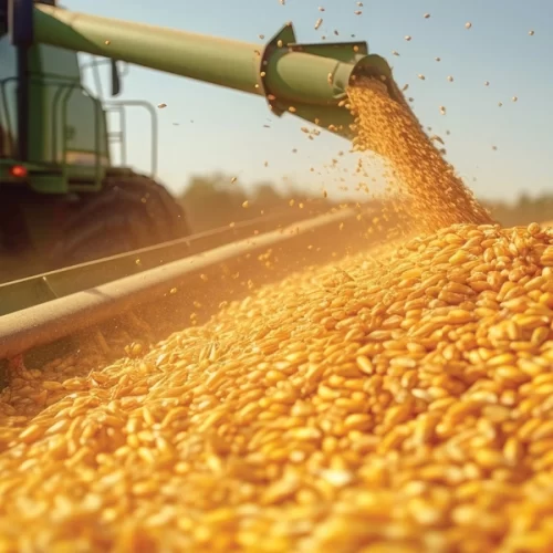 Safra 2024/25 de grãos se encerra com confirmação de safra recorde no Brasil, estimada em 350,2 milhões de toneladas