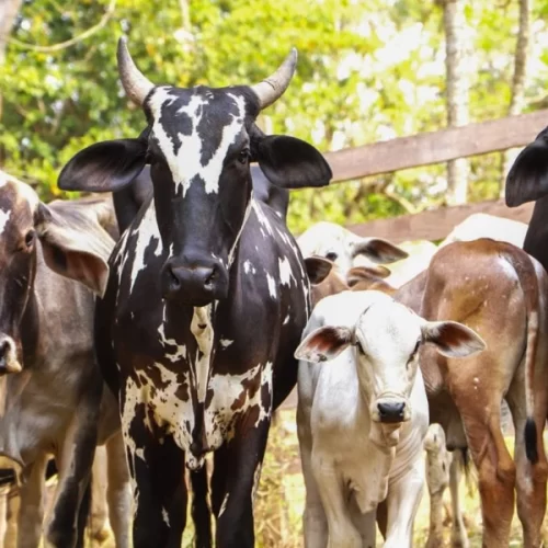 Sanidade Animal – Campanha de atualização dos rebanhos chega ao fim na próxima segunda-feira, dia 15 de dezembro