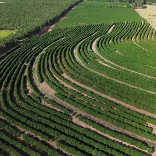 Café arábica da Nova Alta Paulista recebe selo de indicação geográfica