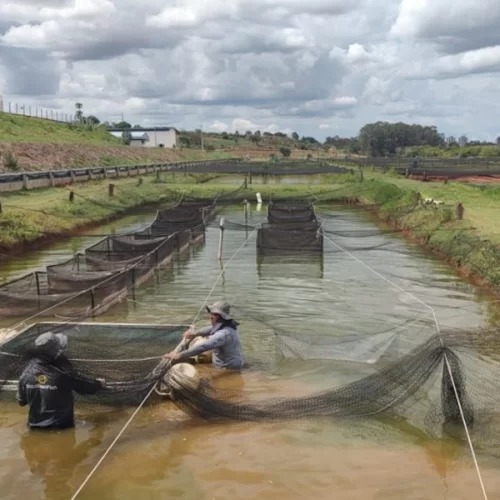São Paulo intensifica monitoramento e alerta para riscos sanitários na cadeia da tilapicultura
