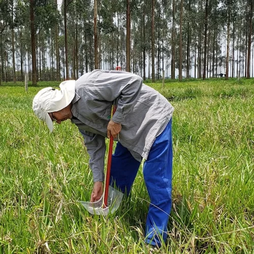 Satélites ajudam a medir capim no pasto com precisão e apoiam pecuária sustentável