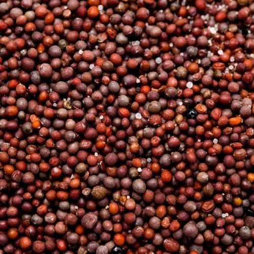 Abertura de mercado agrícola para o Brasil na África do Sul