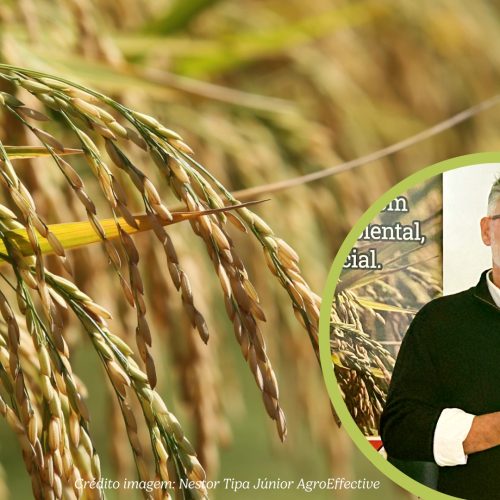 Abertura da colheita do arroz reforça oferta interna e indica estabilidade ao consumidor