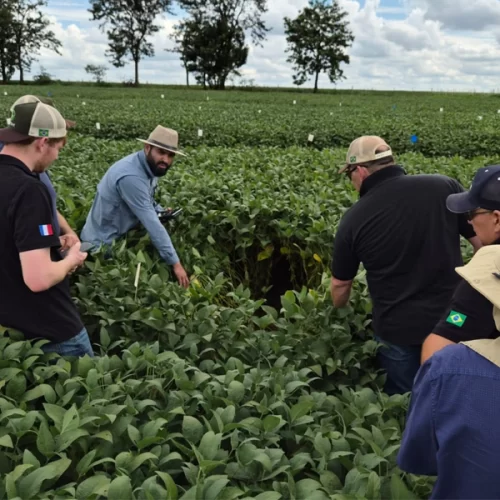 Sob estresses abióticos, áreas de soja em SP e PR registram incrementos produtivos