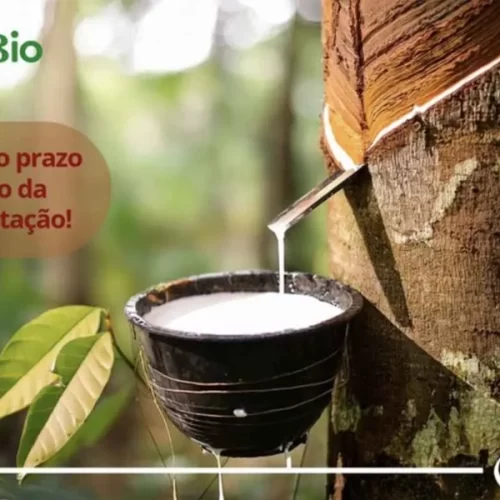 Prazo para extrativistas solicitarem pagamento do Sociobio Mais termina no próximo dia 20