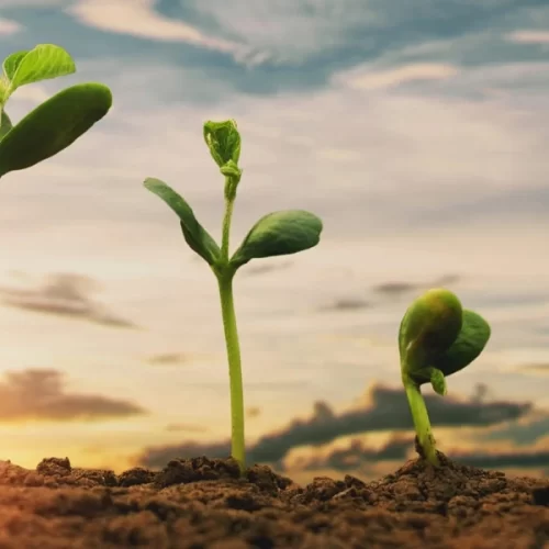 SOJA/CEPEA: Clima irregular reduz ritmo de semeadura e gera incerteza sobre produtividade