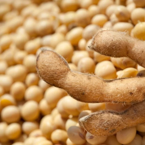 SOJA/CEPEA: Demanda externa e incerteza climática sustentam avanço no preço