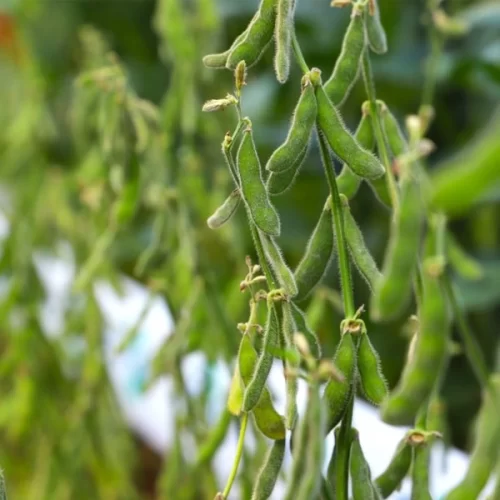 Sanidade Vegetal – Começa nesta segunda, dia 1º de setembro, o calendário de semeadura da soja na Região 1