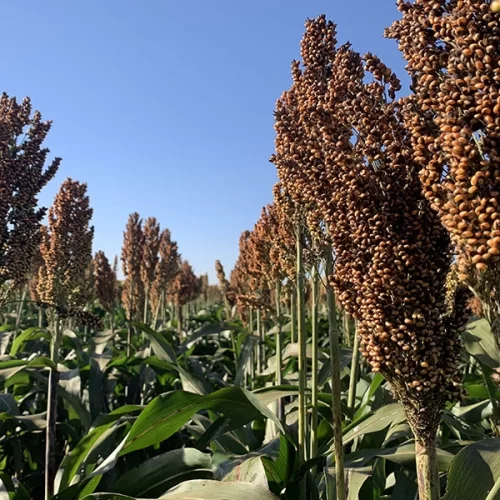 Novo sorgo granífero supera 6 toneladas por hectare e chega ao mercado com alta produtividade