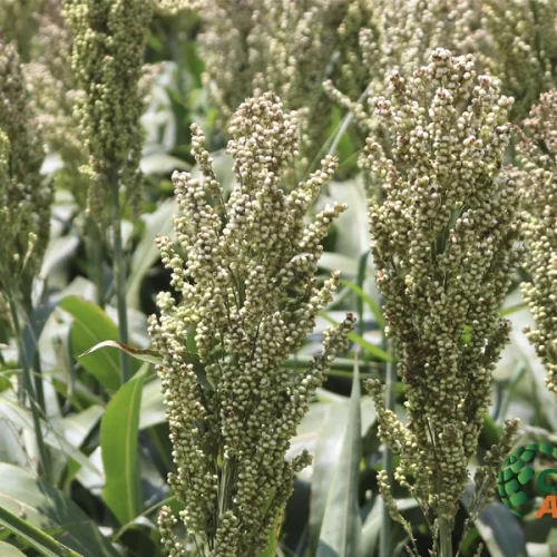 China amplia compras de grãos para ração e movimenta mercado global — cenário abre oportunidades e desafios ao Brasil