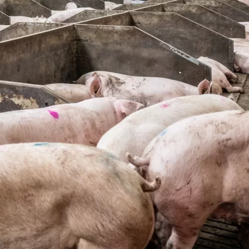 SUÍNOS/CEPEA: Preços do suíno vivo e da carne sobem