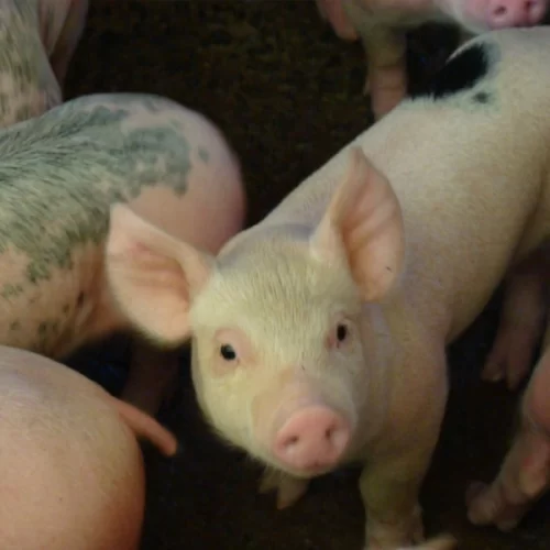 Xenotransplante: Instituto de Zootecnia apresenta pesquisa na Câmara de Piracicaba