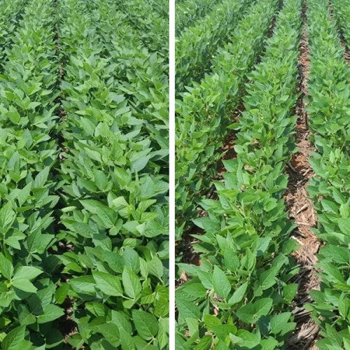 Tecnologia da TMF Fertilizantes entrega maior produtividade e resposta ao NPK com aplicação simplificada