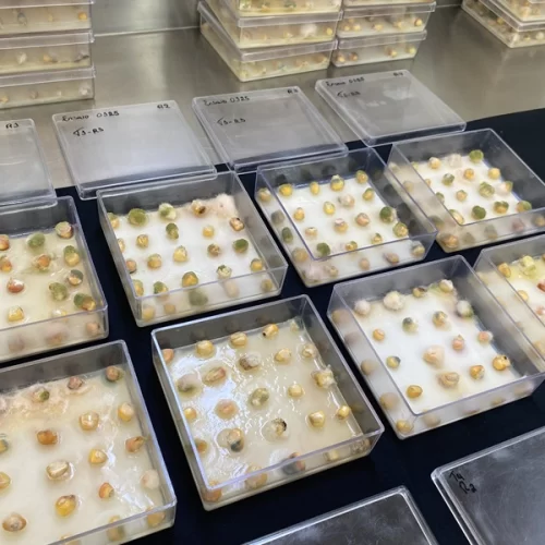 Tecnologia com ozônio chega ao mercado para reduzir micotoxinas em grãos