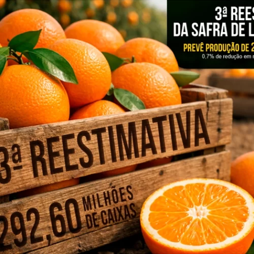 Terceira reestimativa da safra de laranja 2025/26 em SP e MG prevê produção de 292,60 milhões de caixas