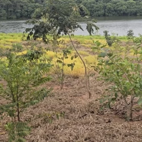 Apta Regional marca presença na COP30 com foco em agricultura sustentável e bioeconomia