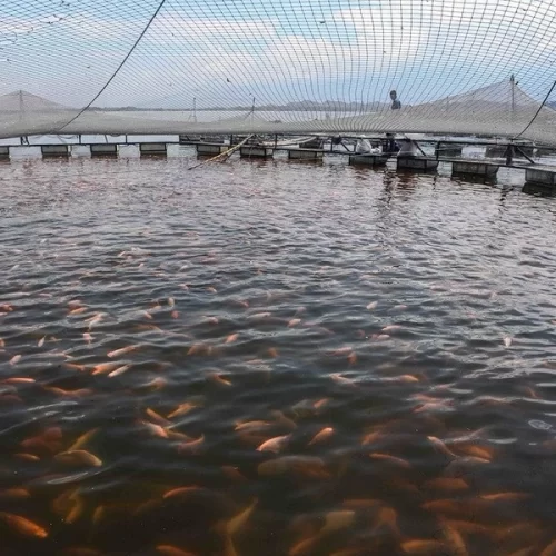 São Paulo estabelece medidas sanitárias para proteger a tilapicultura contra risco de vírus letal