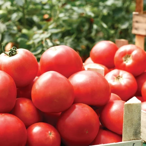 Tomate, feijão e limão Tahiti lideram altas nos preços pagos ao produtor em maio