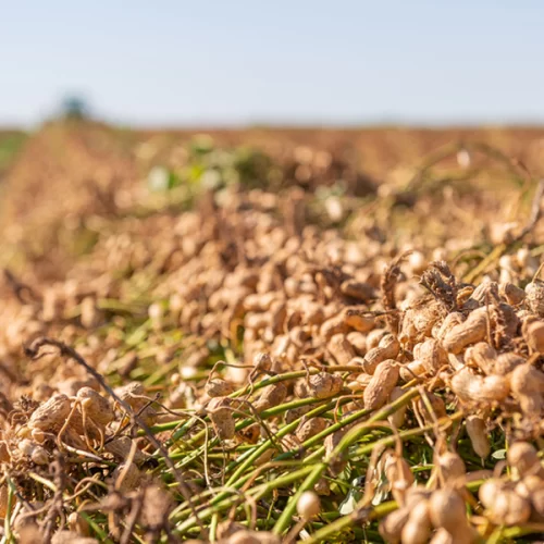  Brasil recebe delegação argentina para intercâmbio técnico na cadeia do amendoim