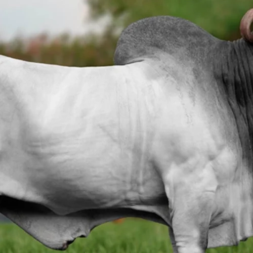 Alta reforça liderança na genética zebuína e destaca consistência de reprodutores na ExpoZebu 2026