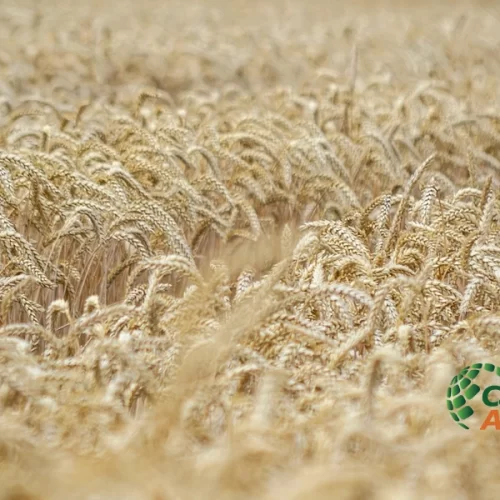 TRIGO/CEPEA: Avanço da semeadura e fraca demanda pressionam valores