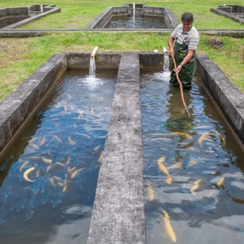 Estudo do Instituto de Pesca investiga crescimento muscular de linhagens de trutas arco-íris