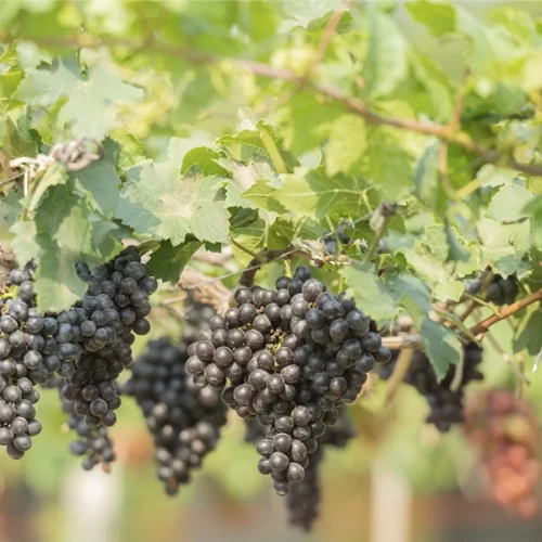 Tratores compactos otimizam colheita de frutas no verão