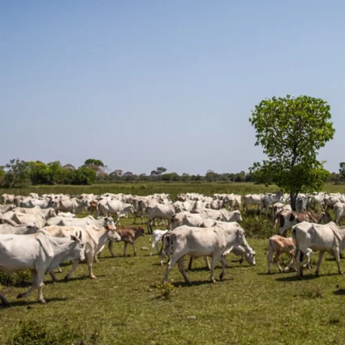 Pecuária paulista na expectativa pelo fundo indenizatório da aftosa