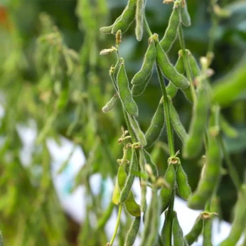 Sanidade Vegetal – Vazio Sanitário da Soja na Região 1 do Estado tem início neste domingo, dia 1º de junho